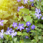 Vinca Plants - Vinca Minor, 4 Inch Size, Low Maintenance Evergreen Vine for Erosion Control and Shady Borders