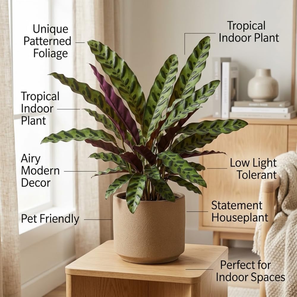 Calathea Rattlesnake Plant, 4" Pot, High-Vigor Low Maintenance Houseplant for Desks, Pet-Friendly Wavy Green & Purple Foliage