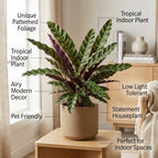 Calathea Rattlesnake Plant, 4" Pot, High-Vigor Low Maintenance Houseplant for Desks, Pet-Friendly Wavy Green & Purple Foliage
