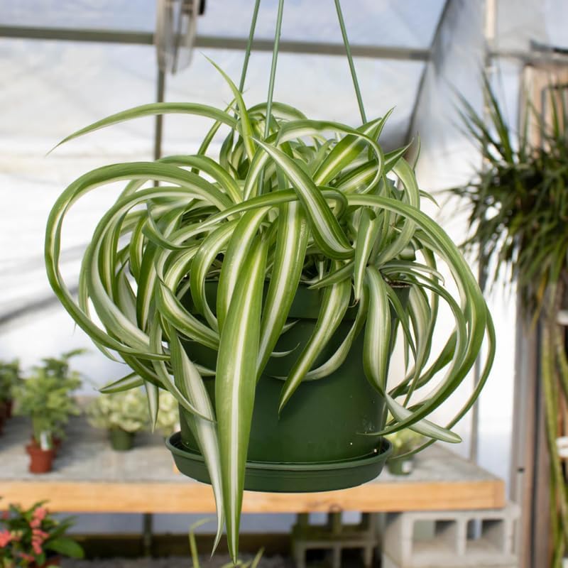 2 Curly Spider Plant Live in 4 Inch Pot, Live Spider Plants Indoor, Air-Purifying, Low Maintenance, Perfect for Home and Office Décor, Easy Care Starter Plants