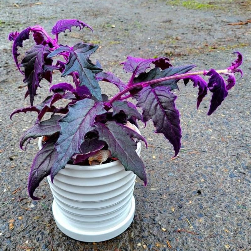 Gynura Purple Passion Live House Plant, 4-8" Rooted Plants, 2 Per Pack, Soft Purple Textured Leaves, Fast Growing & Easy Care