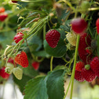 Strawberry Plant in Small Pot, 3-6" Tall Sweet Strawberry Plant Live, High Yield, Fast Growing, Ideal for Garden & Containers