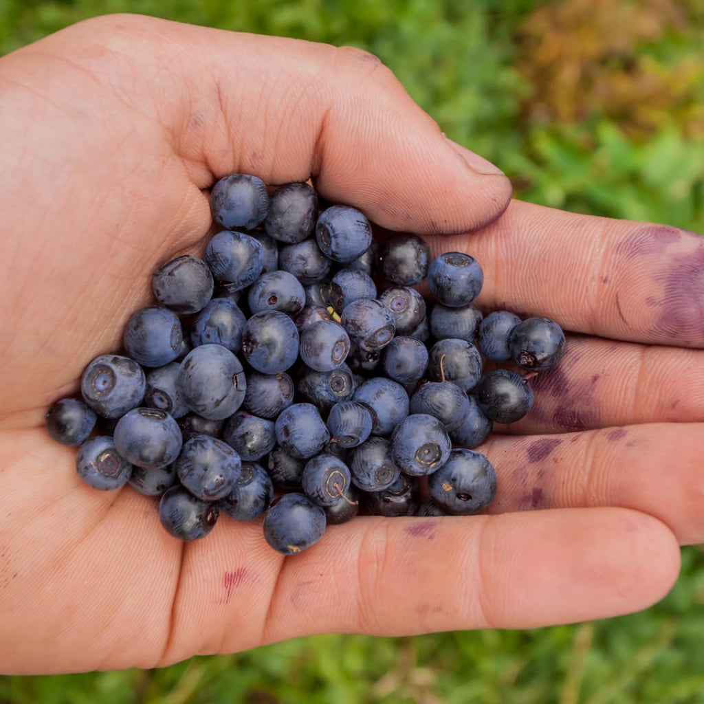 2 Large Huckleberry Plants Live for Planting in Pot, Easy to Grow, Cold-Hardy Native Deciduous Shrub, Well-Rooted Small Starter Plants for Home Garden