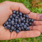 2 Large Huckleberry Plants Live for Planting in Pot, Easy to Grow, Cold-Hardy Native Deciduous Shrub, Well-Rooted Small Starter Plants for Home Garden