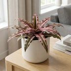 Pink Earth Star Plant, 4 Inch Pot, Vigorous Cryptanthus with Striking Pink Foliage, Sturdy Low Maintenance Pet-Friendly Tropical Plant for Home & Office Decor