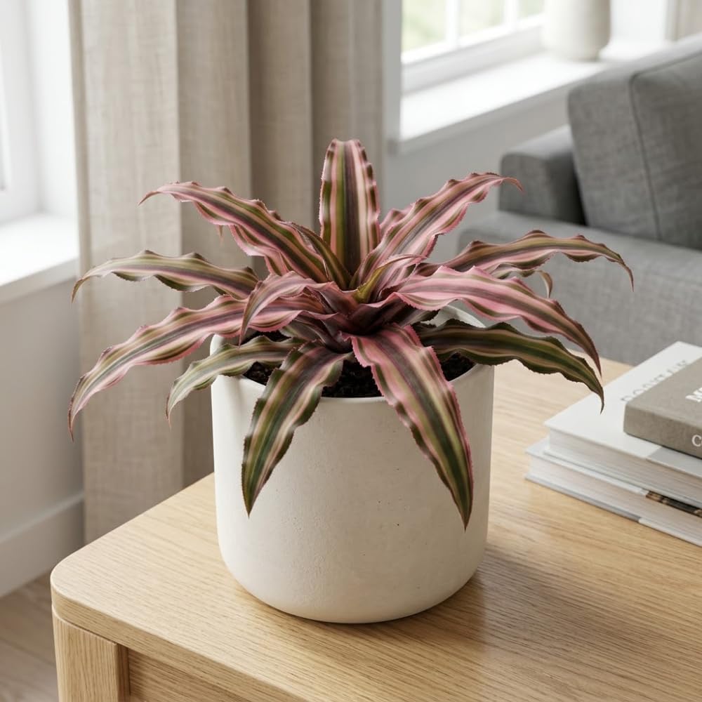 Pink Earth Star Plant, 4 Inch Pot, Vigorous Cryptanthus with Striking Pink Foliage, Sturdy Low Maintenance Pet-Friendly Tropical Plant for Home & Office Decor
