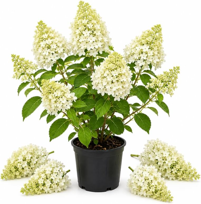 Silver Dollar Hydrangea Tree Live Plant, 6-13" Tall in 4" Pot