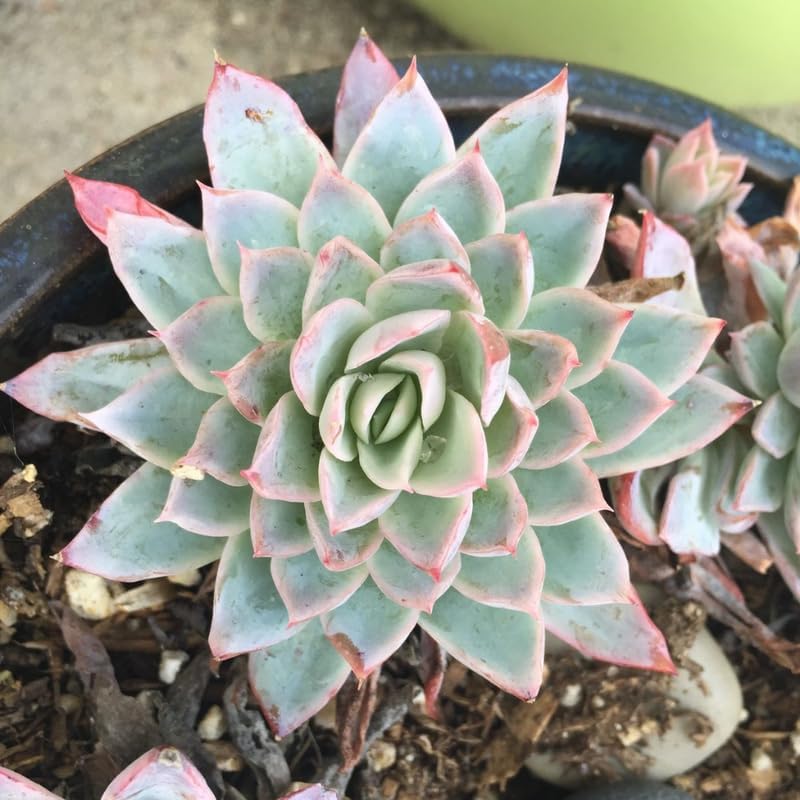 Echeveria Minima Live Succulent in 2 Inch Potted, Plant for Home Office, Wedding Hanging Decoration & DIY Projects