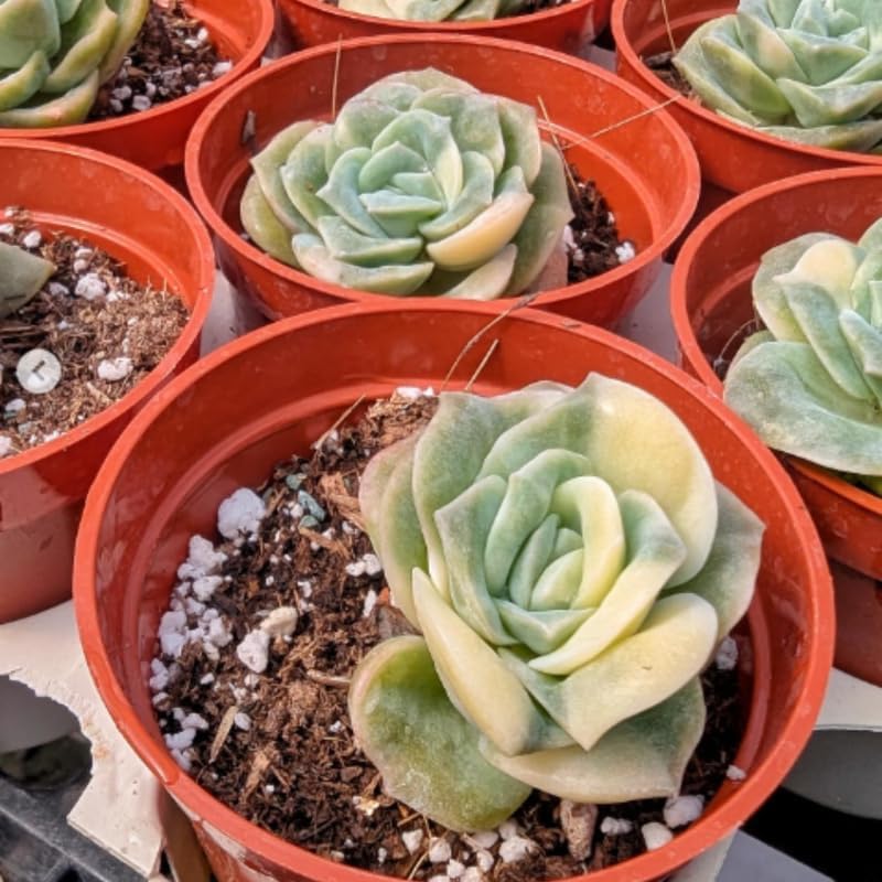 Live Succulent Graptoveria Lovely Rose Plant, 2 Inch Pot, Rose-Shaped Succulent, Small Decorative Indoor Plant for Desks