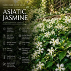 4 Asiatic Jasmine Minima Plants, 4-6 Inch Tall, Fast Growing Ground Cover Plant, Grow Robust Dense Foliage Carpet for Landscape