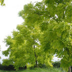 2 Honey Locust Seedlings Live | Native Honey Locust Tree Seedlings | 1–2 Feet Tall Plants | Great for Outdoor Planting and Restoration Projects