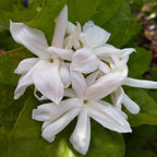 Belle of India Jasmine Plant Live | Size 4 to 5 Inch Tall | Housewarming Friendship Gifts for Women Best Friend Presents for Mom Birthday Gift for New Home