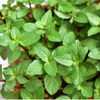 2 Spearmint Plant, 3" Pot, Fresh Herb Plants Live, Mint Plants for Inside Windowsills or Outdoor Garden Beds