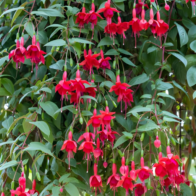 2 Fuchsia Plants Live, Dark Blue & Red Fuchsia, 6-12 Inch Tall, Blue Eye Variety, Trailing Flowering Plant, Ideal for Hanging Baskets
