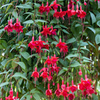 2 Fuchsia Plants Live, Dark Blue & Red Fuchsia, 6-12 Inch Tall, Blue Eye Variety, Trailing Flowering Plant, Ideal for Hanging Baskets