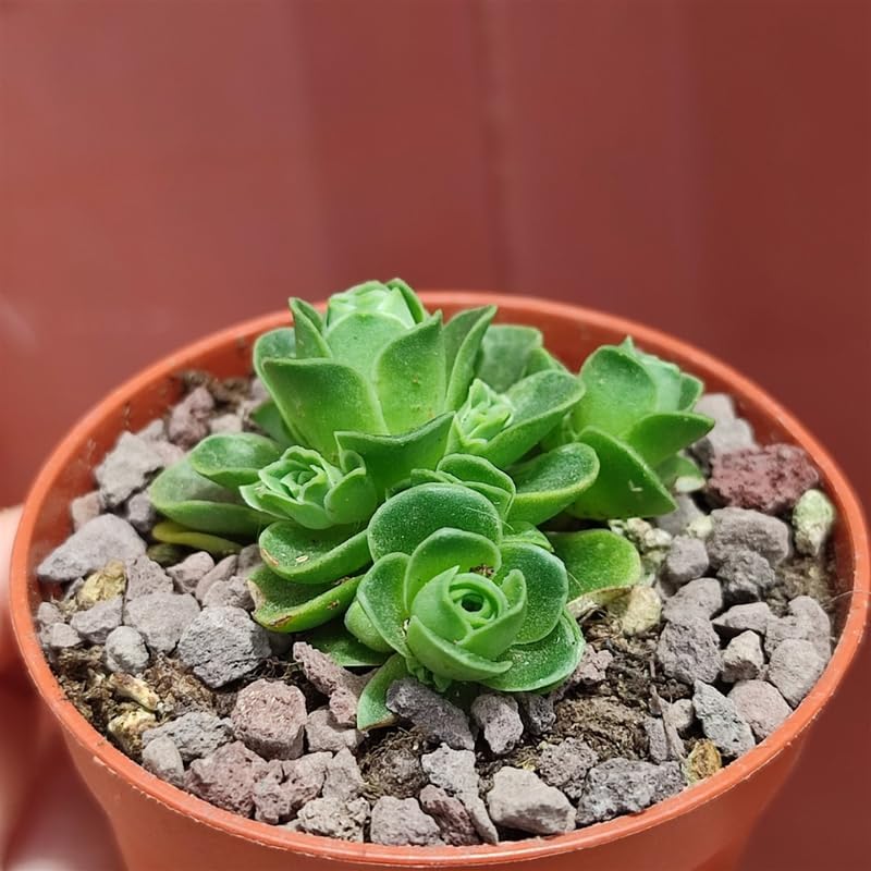 Mountain Rose Succulent (Greenovia Dodrentalis) | 2" Potted Live Plant | Low Maintenance Desk Plant for Modern Interiors