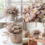 Succulent Plant Live, Callisia Repens Pink Lady Turtle Vine in 4" Pot, High-Vigor Low Maintenance Indoor Plant for Hanging Baskets