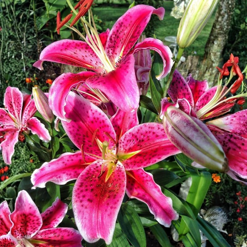 Oriental Lily Bulbs, Lily Bulbs for Spring Planting, 5 Pack Premium 12/14 Size, Easy to Grow Summer Flowering Bulbs for Potted Décor