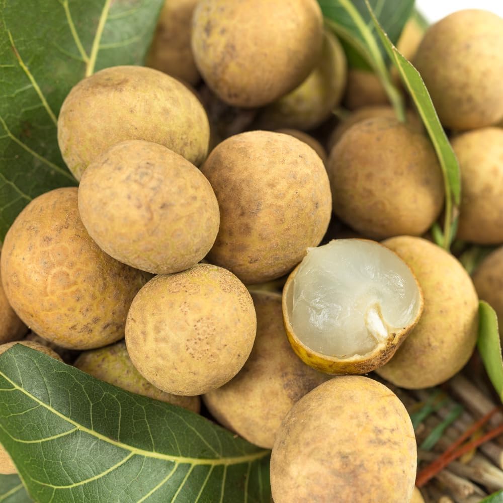 Longan Kohala Live Plant | Sweet Fruit Tree | Large Plant 30-36 Inches Tall | Well Rooted | Easy to Grow | No Ship to CA,HI,AK