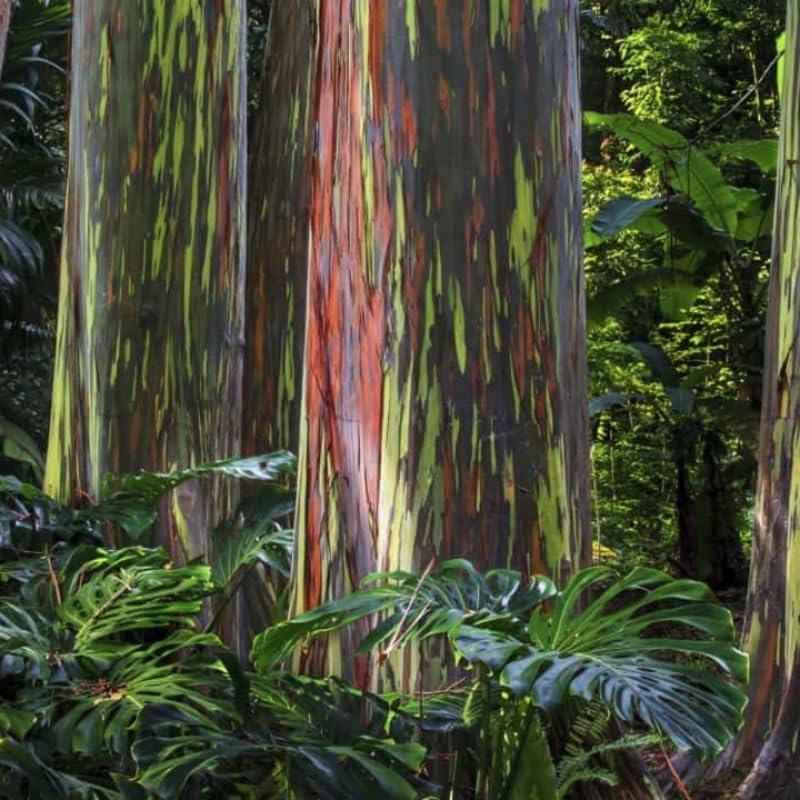 Live Rainbow Eucalyptus Plant in 2'' Inch Pot for Planting | Unique Multicolor Bark & Rapid-Growth Foliage | Ideal Tropical Feature Tree for Gardens & Patio Areas