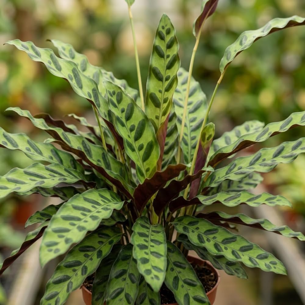 Calathea Rattlesnake Plant, 4 Inch Pot, Stunning Prayer Plant for Home Décor, Robust Pet-Friendly Houseplant, Easy to Care Pet-Friendly Décor