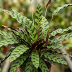 Calathea Rattlesnake Plant, 4 Inch Pot, Stunning Prayer Plant for Home Décor, Robust Pet-Friendly Houseplant, Easy to Care Pet-Friendly Décor