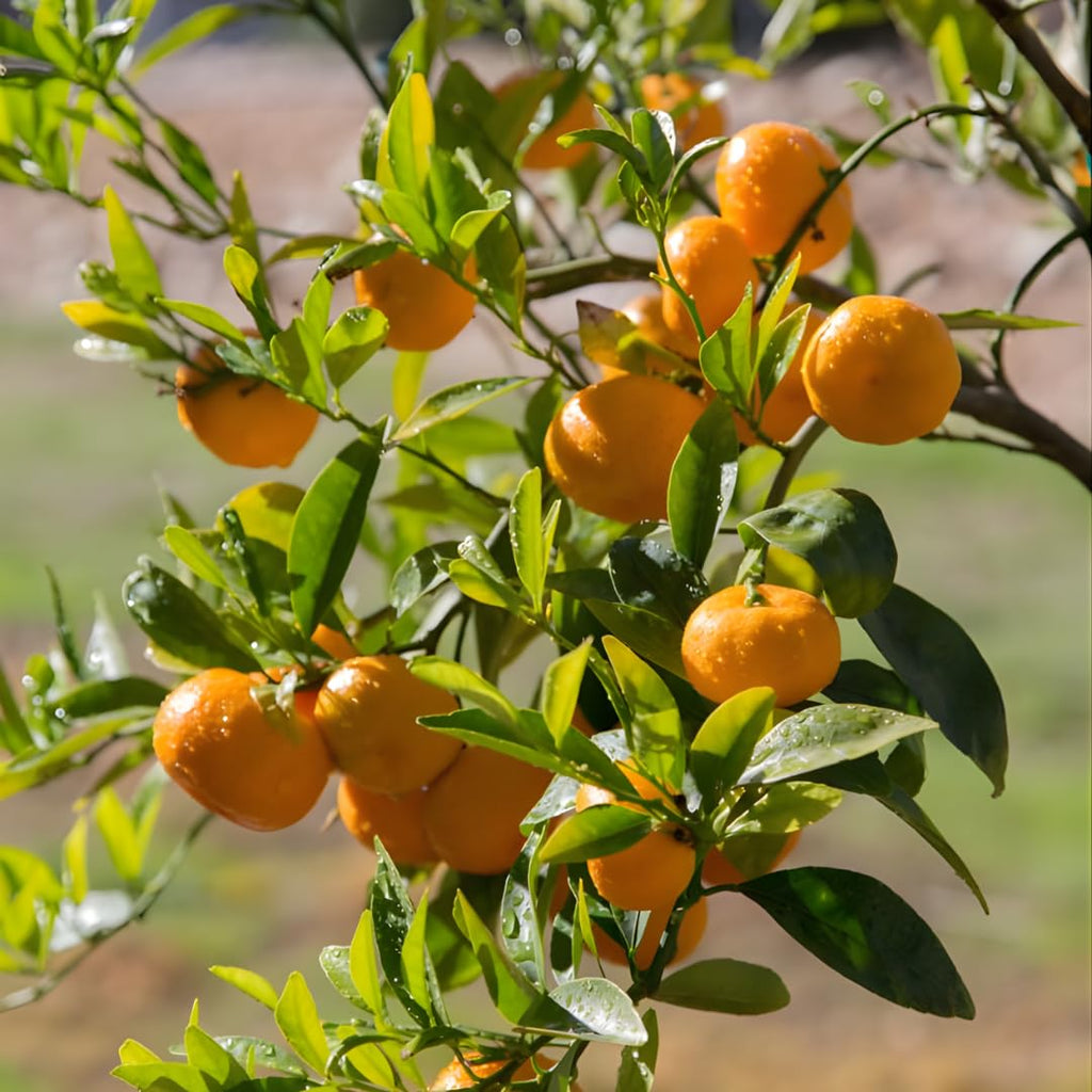 (No Ship to CA,HI,AK) Hamlin Orange Trees Live Plants| 1 Gallon Live Potted Citrus Plant | Sweet Juicy Fruit Tree for Indoor & Outdoor Spaces