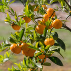 (No Ship to CA,HI,AK) Hamlin Orange Trees Live Plants| 1 Gallon Live Potted Citrus Plant | Sweet Juicy Fruit Tree for Indoor & Outdoor Spaces