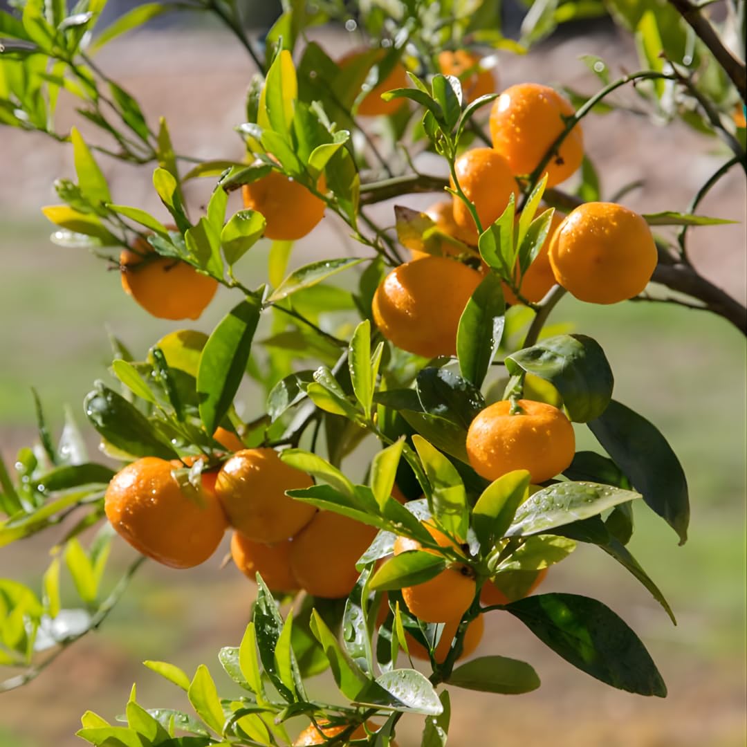 (No Ship to CA,HI,AK) Hamlin Orange Trees Live Plants| 1 Gallon Live Potted Citrus Plant | Sweet Juicy Fruit Tree for Indoor & Outdoor Spaces