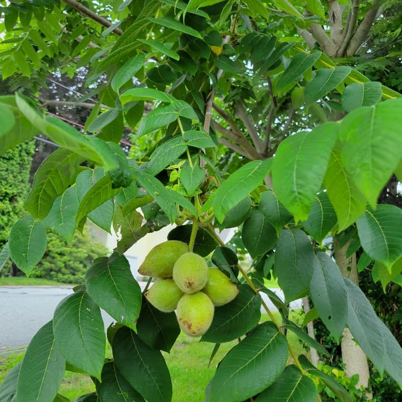 2 Black Walnut Tree, 12-18 Inch Tall in 4 Inch Pot, Juglans Nigra Native Hardwood Tree, Edible Nut Bearing Shrub for Backyard and Timber