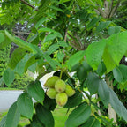 2 Black Walnut Tree, 12-18 Inch Tall in 4 Inch Pot, Juglans Nigra Native Hardwood Tree, Edible Nut Bearing Shrub for Backyard and Timber