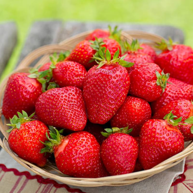 50 Allstar Strawberry Bare Root Plants, Well-Rooted Edible Fruit Starters, Junebearing Berry Shrub for Home Garden Rows and Raised Beds