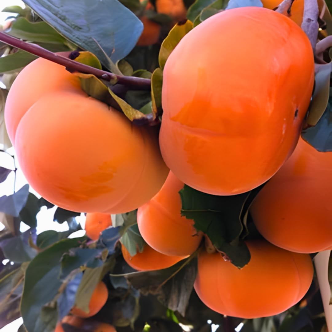 4 American Persimmon Tree Live Plant in 12 – 24 Inch Tall Potted | Native Persimmon Fruit Trees | Outdoor Fruit Tree for Home Garden, Backyard Planting & Landscape Use