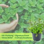 Chocolate Mint Plants Live Outdoor and Garden, Mint Plants Live in 3-Inch Pot, Cold-Hardy Mint Herb for Patios, Containers, and Ground Cover