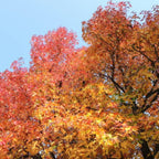 10 Sweet Gum Tree Tree Live Plants | 1-2ft Bare Root Seedlings | Low Maintenance Shade Tree | Well-Rooted Native Plants