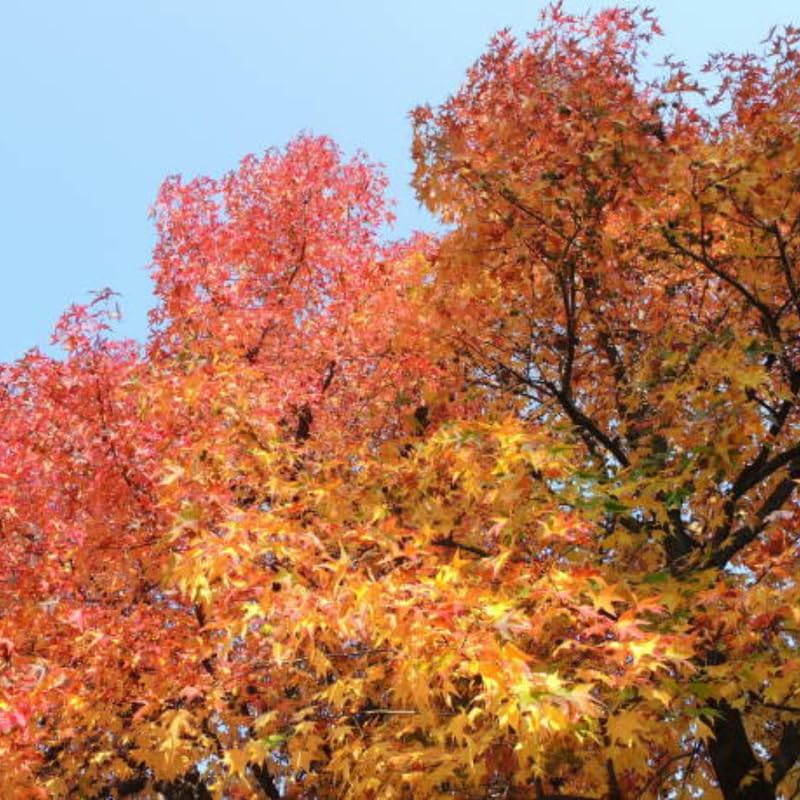 10 Sweet Gum Tree Tree Live Plants | 1-2ft Bare Root Seedlings | Low Maintenance Shade Tree | Well-Rooted Native Plants