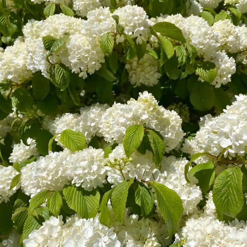 2 Japanese Snowball Bush Live Plants | Snowball Bush Live Plant for Gardens | 1–2 Feet Tall Bare Root Shrubs | Great for Borders, Hedges, and Landscape Design