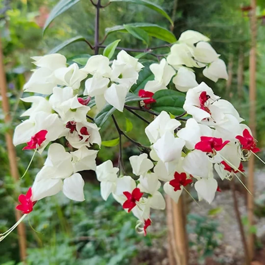 Bleeding Heart Plant Live | 3 to 4 Inch Tall | Clerodendrum Houseplant with White Blossoms, Ready for Plant Outdoor Garden or Patios, Pot Not Included