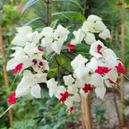 Bleeding Heart Plant Live | 3 to 4 Inch Tall | Clerodendrum Houseplant with White Blossoms, Ready for Plant Outdoor Garden or Patios, Pot Not Included