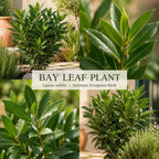 Bay Leaf Tree Live Plant, 5-7" Tall, Low Maintenance Aromatic Culinary Herb for Home Chefs, Resilient Evergreen for Planters