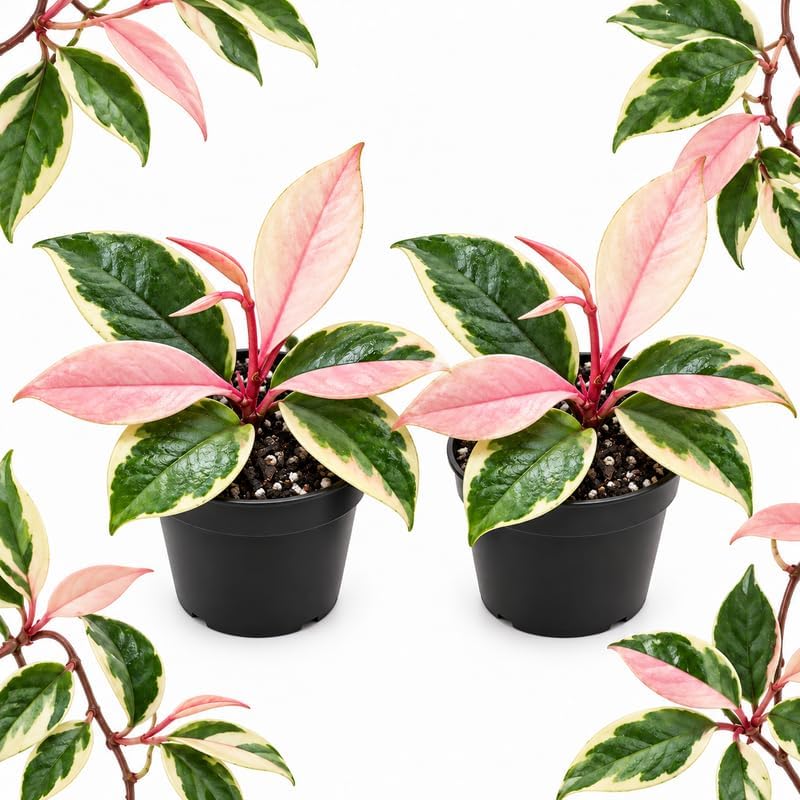 2 Hoya Crimson Queen Plant Live in 4" Pot, 4-8" Tall Hoya Live Plant