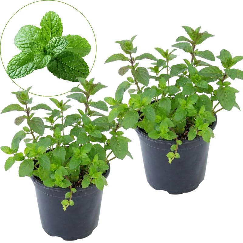 2 Chocolate Mint Plants, 3-Inch Pot, Mint Plants Live, Fast Growing Aromatic Perennial for Modern Landscape and Herb Gardening