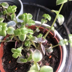 Calico Kitten Succulent Live in 4 Inch Pot | Pink Variegated Trailing Plant | Great for Window Ledges, Office Corners, and Compact Plant Displays