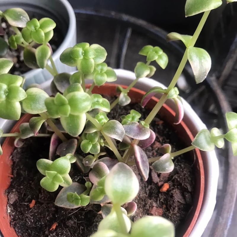 Calico Kitten Succulent Live in 4 Inch Pot | Pink Variegated Trailing Plant | Great for Window Ledges, Office Corners, and Compact Plant Displays