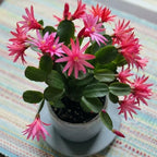 2 Orange Easter Cactus Live Plant, 4-6" Well-Rooted Potted Plants, Orange Star-Shaped Bloom Starters for Sunny Windows and Pots