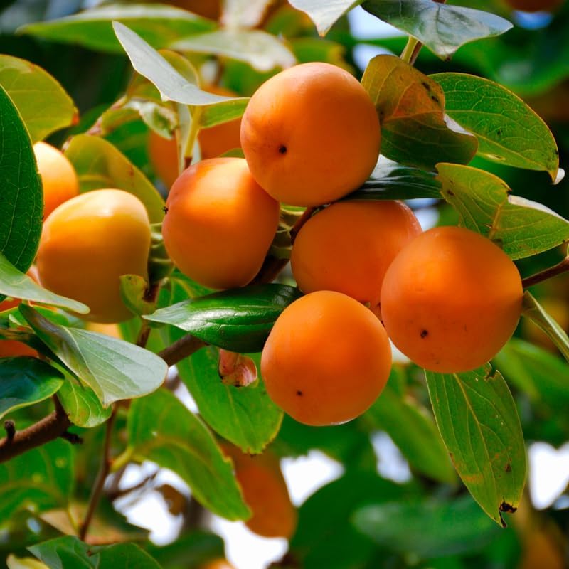 2 American Persimmon Live Plant – 12 to 24 Inch Tall Potted | Hardy Fruit Tree Producing Sweet Persimmons | Native Tree Home Orchards - No Ship to CA