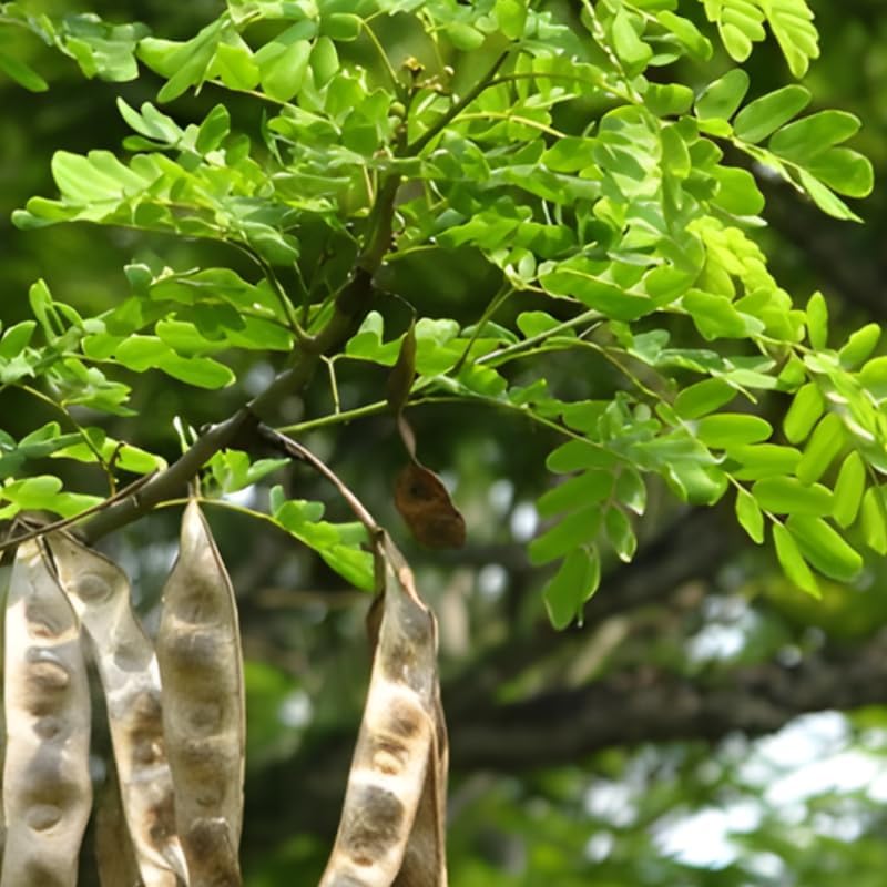 2 Honey Locust Native Seedlings | Honey Locust Tree Live Plants | 1–2 Feet Tall Seedling Trees | Ideal for Yard Planting and Landscape Use