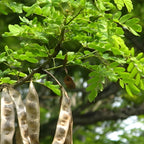 2 Honey Locust Native Seedlings | Honey Locust Tree Live Plants | 1–2 Feet Tall Seedling Trees | Ideal for Yard Planting and Landscape Use