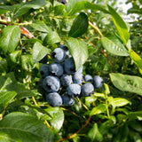 Austin Blueberry Plants Live for Planting - 1 to 2 Feet Tall in 1 Gallon Pot, Fast Growing Blueberries Fruit Trees Live Plants for Patio and Garden (No Ship to CA, HI, AK)