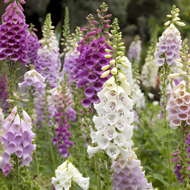 Live Foxglove Plant, 3" Potted Vertical Flowering Shrub, Established Root System Bloom, Low Maintenance Outdoor Garden Plant for Sun or Shade